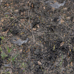 Natural Ground Texture with Autumn Leaves

