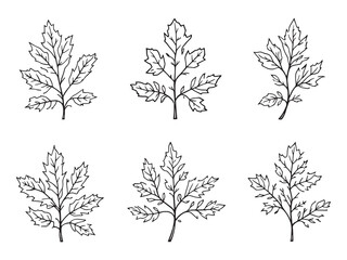 Obraz premium Beech Tree Line Art Illustration