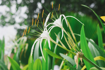 close-up of a white spider lily flower.The flower has long, slender,white petals that curve gracefully outward,and several orange-tipped stamens protruding from the center. The background is blurred