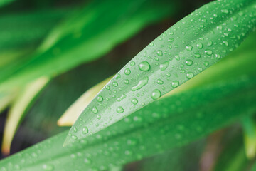 Close-up of a white spider lily leaf.
