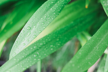 Close-up of a white spider lily leaf.