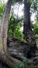 The Grove, Golden Bay, South Island - New Zealand
