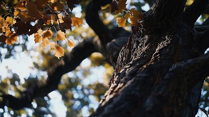 Autumnal Embrace: A Low-Angle View of a Majestic Tree Trunk