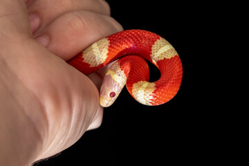 Lampropeltis triangulum, commonly known as the milk snake or milksnake, is a species of kingsnake