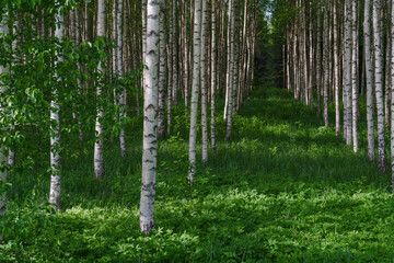 Obraz premium birch forest in spring