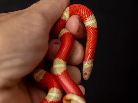 Lampropeltis triangulum, commonly known as the milk snake or milksnake, is a species of kingsnake