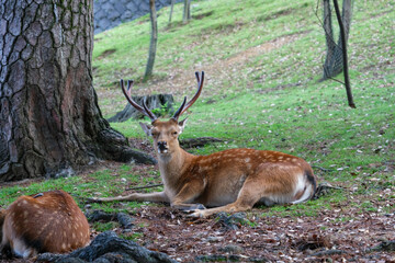 A beautiful deer with large antlers relaxing peacefully on the forest floor during the day.