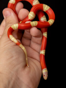 Lampropeltis triangulum, commonly known as the milk snake or milksnake, is a species of kingsnake