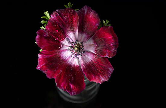 Fototapeta Red anemone flower