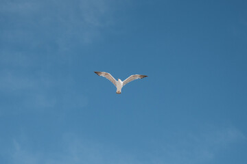 "Seagull Flying in the Silence of the Sky"