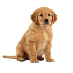 Fototapeta premium A cute golden retriever puppy with beautiful golden fur sits, gazing directly at the viewer with curiosity.