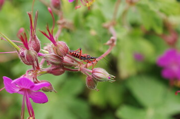 Miniature predator in ambush.  Rhynocoris iracundus