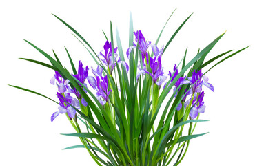 Bright composition of purple irises with lush green foliage isolated on transparent background.