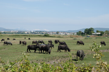 Landscape with grazing buffaloes. The serene atmosphere, a suggestive and harmonious natural scenery, typical of the Mediterranean countryside.	