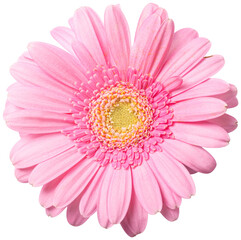 pink flower isolated on transparent background