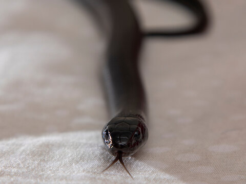 The Mexican black kingsnake (Lampropeltis getula nigrita) is part of the larger colubrid family of snakes, and a subspecies of the common kingsnake.