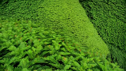 Lush green botanical wall features varying leaf textures and shapes offering a verdant and textured living surface - Powered by Adobe