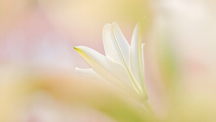 Obraz premium Close-Up of a Delicate White Lily with Soft Blurred Background
