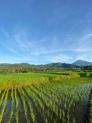 Fototapeta premium vineyard in tuscany italy