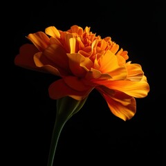 close-up of orange marigold flower with high contrast lighting and shadows