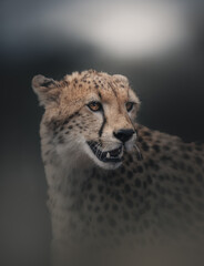 portrait of a cheetah