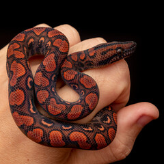 Epicrates cenchria is a boa species endemic to Central and South America. Common names include the rainbow boa, and slender boa.