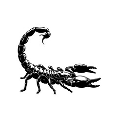 Scorpion with claws and stinger isolated on white background, a venomous arachnid predator in black and white vector illustration, perfect for tattoo or graphic design