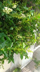 Un buisson avec des fleurs