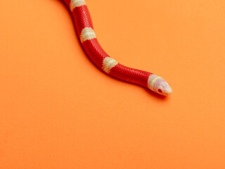 Lampropeltis triangulum, commonly known as the milk snake or milksnake, is a species of kingsnake