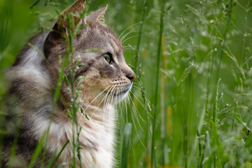 Fluffy cat intently watching something in the grass, with ears perked and full attention forward....