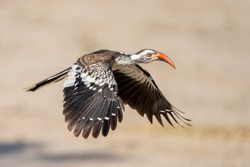 Southern red-billed hornbill (Tockus erythrorhynchus) in flight, Savuti, Chobe National Park, Botswana, Africa © Tomas Drahos