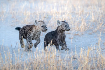 Spotted hyena cubs running on dry savanna, Crocuta crocuta, Savuti, Chobe National Park, Botswana, Africa