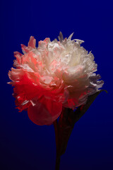 White peony flower in pink neon light on blue background