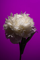 White peony flower on purple background