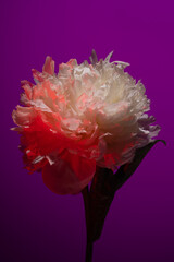 White peony flower in neon light on purple background