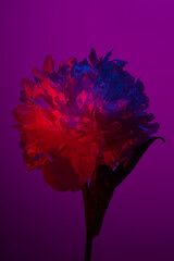 White peony flower in neon pink light on purple background
