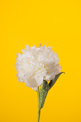 White peony flower on yellow background