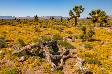 Fototapeta premium Southwest Usa Parks (Joshua Tree National Park) is located in southeastern California.