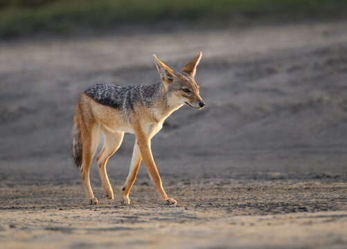 Black-Backed Jackal Walking on Sandy Terrain at Sunset
