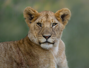 A young lion stares directly ahead with a calm, focused gaze