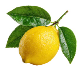 Harvesting fresh lemons orchard natural environment colorful perspective isolated on transparent background