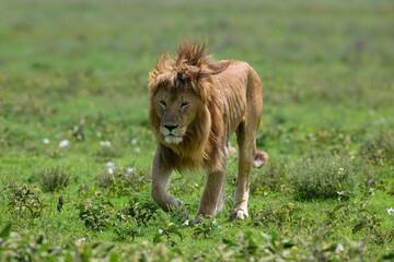 A powerful male lion walks confidently across the open grassland