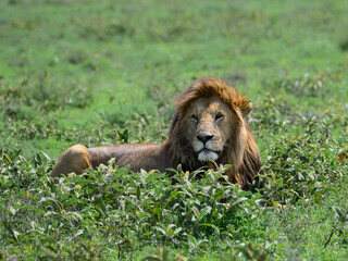 A majestic male lion rests alertly in lush green vegetation