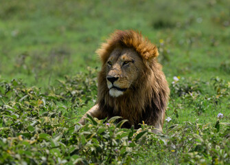 A majestic male lion rests alertly in lush green vegetation