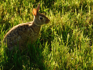 Rabbit on lawn