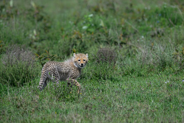Young cheetah standing alert in the tall grass