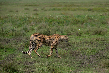 Cheetah slowly moving forward through leafy vegetation