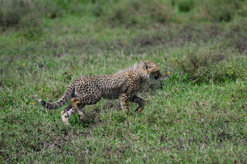 Young cheetah cub walking in the tall grass