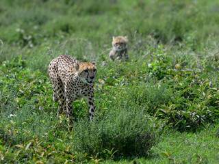 Cheetah walking through green grass with a cub emerging behind