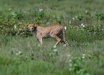 Cheetah slowly moving forward through leafy vegetation